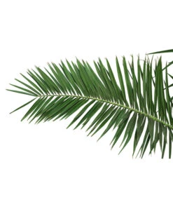 XXL Kanarische Dattelpalme, Ca. 170 Cm -Elho Verkäufe 8753063 PR DE 001 XXLKanarischeDattelpalme70L