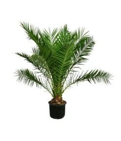 Ausgewählte Produkte 9 XXL Kanarische Dattelpalme, Ca. 170 Cm