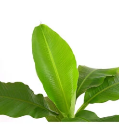 Japanische Faserbanane - Musa Basjoo -Elho Verkäufe 8777211 PR DE 001 MusaBasjooT20DehnerExpressHerzig