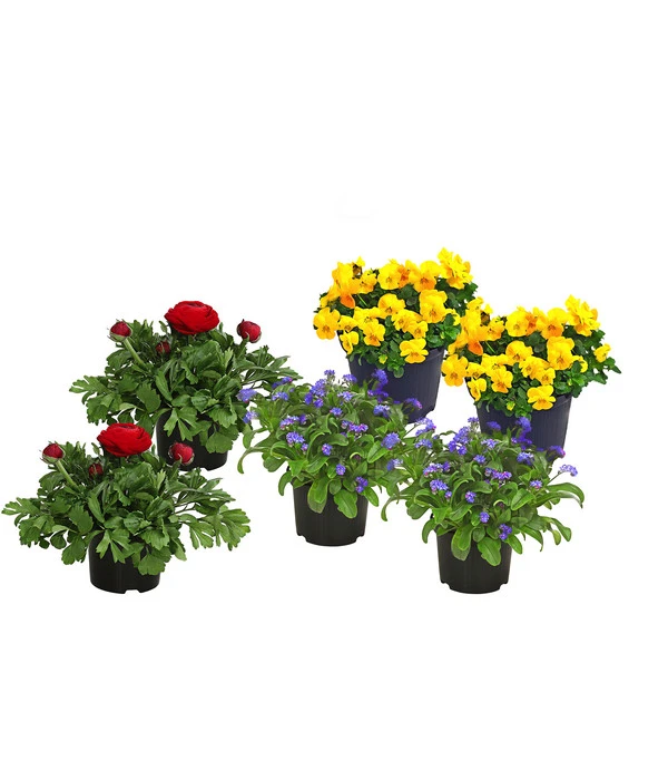 Beet- & Balkonpflanzen-Set Bunter Frühling, 6-teilig 3 Beet- & Balkonpflanzen-Set Bunter Frühling, 6-teilig
