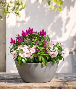 Kugelamaranth -Elho Verkäufe 8800666 PR MO 001 Beet Balkon Set