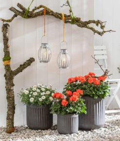 Stehende Geranie, Orange -Elho Verkäufe 8803660 8813206 WE MO 001 MargeriteWeiss GeranieOrange GC05 2022 01