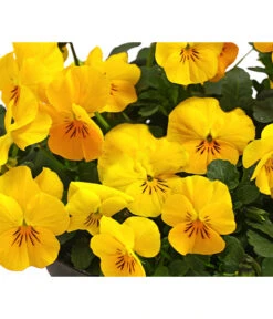 Beet- & Balkonpflanzen-Set Bunter Frühling, 6-teilig 15 Beet- & Balkonpflanzen-Set Bunter Frühling, 6-teilig -Elho Verkäufe 8808214 WE DE 008 HornveilchenViolaCornutaT14