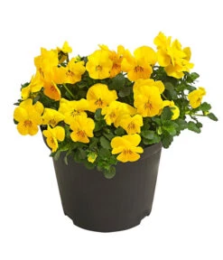 Beet- & Balkonpflanzen-Set Bunter Frühling, 6-teilig 12 Beet- & Balkonpflanzen-Set Bunter Frühling, 6-teilig -Elho Verkäufe 8808214 WE FS 001 ViolaCornutaHornveilchenT14TESTZOOM1107x1106