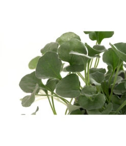 Beet- & Balkonpflanzen-Set Schattenbeet, 6-teilig -Elho Verkäufe 8809550 WE DE 001 DICHONDRA