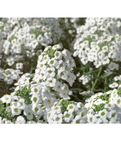 Duftsteinrich -Elho Verkäufe 8809568 WE DE 001 LobulariaSnowPrincessKientzler