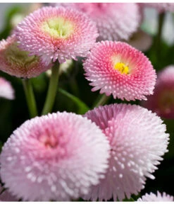 Gänseblümchen 'Erdbeersahne', Gefüllt -Elho Verkäufe 8809857 PR DE 003 BellisRosaErdbeersahneGaensebluemchenSonderfarben