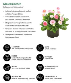 Gänseblümchen 'Erdbeersahne', Gefüllt -Elho Verkäufe 8809857 WE IG 001 Gaensebluemchen