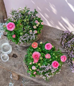 Gänseblümchen 'Erdbeersahne', Gefüllt -Elho Verkäufe 8809857 WE MO 001 FrueheFarbefuersZuhauseRosa