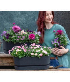 Gänseblümchen 'Erdbeersahne', Gefüllt -Elho Verkäufe 8809857 WE MO 001 FruehlingRosa