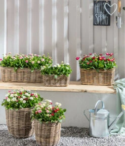 Gänseblümchen 'Erdbeersahne', Gefüllt -Elho Verkäufe 8809857 WE MO 011 BellisErdbeersahneGaensebluemchenGefuelltTrioGC04