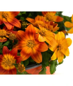 Goldmarie, Orange 13 Goldmarie, Orange -Elho Verkäufe 8810020 WE DE 001 BidensOrangeT12