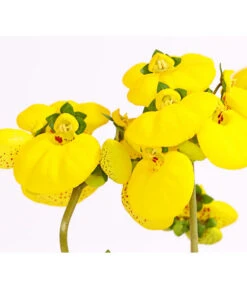 Pantoffelblume 'Calynopsis', Verschiedene Farben -Elho Verkäufe 8810285 PR DE 001 CalceolariaCalynopsisPremiumPantoffelblumeT12DehnerHerzig