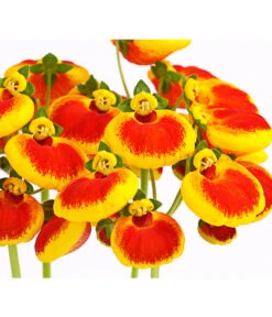 Pantoffelblume 'Calynopsis', Verschiedene Farben -Elho Verkäufe 8810285 PR DE 002 CalceolariaCalynopsisPremiumPantoffelblumeT12DehnerHerzig