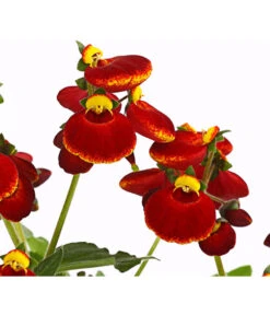Pantoffelblume 'Calynopsis', Verschiedene Farben -Elho Verkäufe 8810285 PR DE 003 CalceolariaCalynopsisPremiumPantoffelblumeT12DehnerHerzig