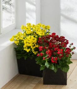 Pantoffelblume 'Calynopsis', Verschiedene Farben -Elho Verkäufe 8810285 WE MO 001 CalceolariaCalynopsisPantoffelblume content 2022