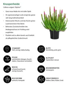 Knospenheide 'Skyline®' -Elho Verkäufe 8810368 WE IG 001 Knospenheide