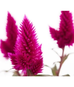 Federbusch 'Venezuela' -Elho Verkäufe 8810657 PR DE 1 CelosiaArgenteaVenezuelaDehnerExpressZS