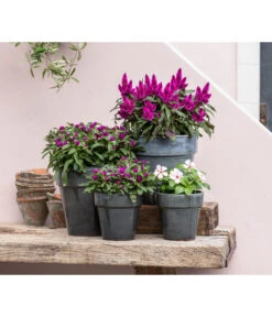 Kugelamaranth -Elho Verkäufe 8810657 WE MO 001 Celosia 1