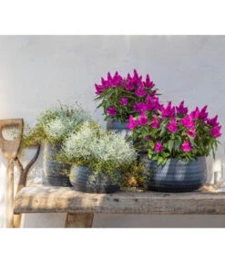 Mueca - Gitterkraut Und Mühlenbeckia -Elho Verkäufe 8810657 WE MO 002 Celosia