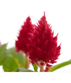 Federbusch, Verschiedene Sorten -Elho Verkäufe 8810715 PR DE 001 CelosiaMixT11hahnenkammDehnerExpressZS