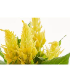 Federbusch, Verschiedene Sorten -Elho Verkäufe 8810715 PR DE 001 FederbuschCelosiaMixT11DehnerExpressZS