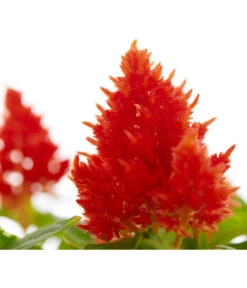 Federbusch, Verschiedene Sorten -Elho Verkäufe 8810715 PR DE 002 CelosiaMixT11hahnenkammDehnerExpressZS