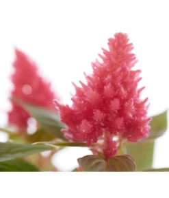 Federbusch, Verschiedene Sorten -Elho Verkäufe 8810715 PR DE 005 CelosiaMixT11hahnenkammDehnerExpressZS