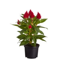 Federbusch, Verschiedene Sorten -Elho Verkäufe 8810715 PR FS 001 CelosiaMixT11hahnenkammDehnerExpressZS