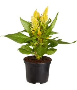 Federbusch, Verschiedene Sorten -Elho Verkäufe 8810715 PR FS 001 FederbuschCelosiaMixT11DehnerExpressZS