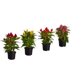 Federbusch, Verschiedene Sorten