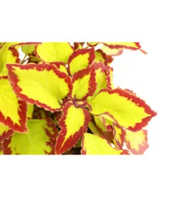 Beet- & Balkonpflanzen-Set Farbexplosion, 6-teilig -Elho Verkäufe 8811127 PR DE 002 BuntnesselSolenostemonT13DehnerExpressHerzig