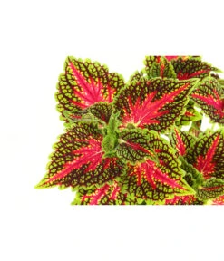 Beet- & Balkonpflanzen-Set Farbexplosion, 6-teilig -Elho Verkäufe 8811127 PR DE 005 BuntnesselSolenostemonT13DehnerExpressHerzig