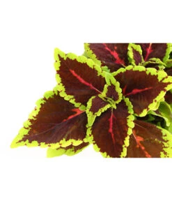 Beet- & Balkonpflanzen-Set Farbexplosion, 6-teilig -Elho Verkäufe 8811127 PR DE 006 BuntnesselSolenostemonT13DehnerExpressHerzig