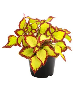 Beet- & Balkonpflanzen-Set Farbexplosion, 6-teilig -Elho Verkäufe 8811127 PR FS 002 BuntnesselSolenostemonT13DehnerExpressHerzig