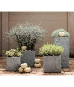 Knospenheide, Verschiedene Sorten -Elho Verkäufe 8811184 7084932 8805913 WE MO 001 Zickzackstrauch Gitterkraut Knospenheide