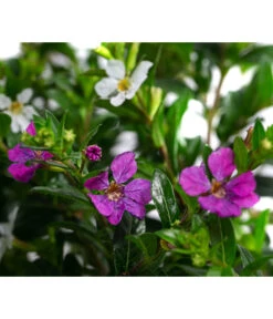 Köcherblümchen-Duo -Elho Verkäufe 8811358 WE DE 001 CupheaHyssopifTwinT11