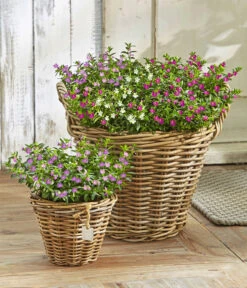 Köcherblümchen-Duo -Elho Verkäufe 8811366 WE MO 001 KoecherbluemchenCupheaHyssopifoliaFlorygloryT12