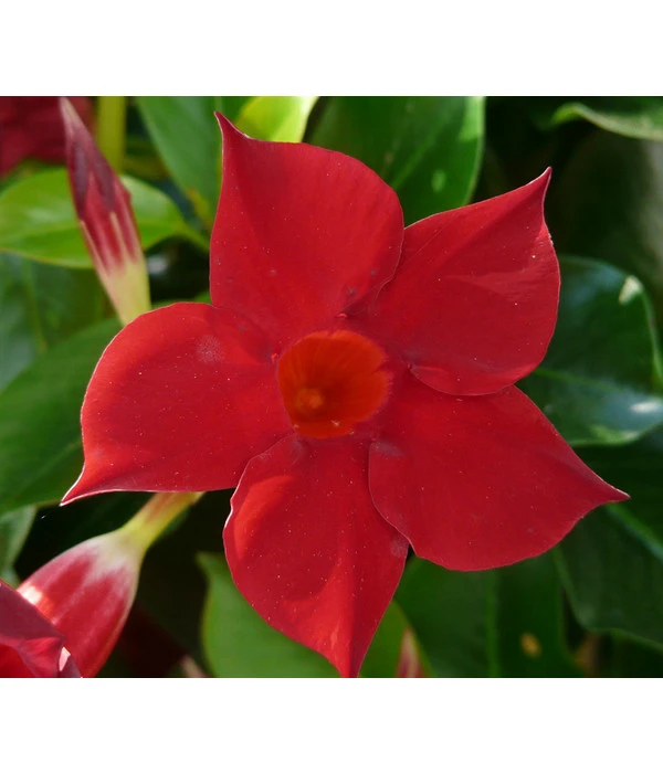 Dipladenie, Im Kasten 4 Dipladenie, Im Kasten – Bild 2