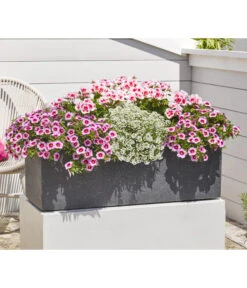 Minihängepetunie 'Rosenauge' -Elho Verkäufe 8812992 8809568 8809568 8815938 WE MO 001 GeranieStehendSmokeyEye LobulariaSnowPrincess MinihaengepetunieRosenauge