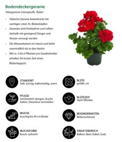 Bodendeckergeranie 'Rubin' -Elho Verkäufe 8813008 WE IG 001 Bodendeckergeranie