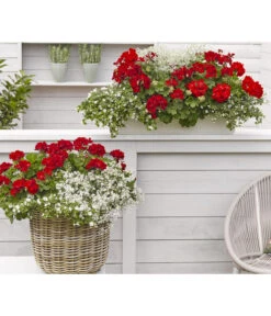 Bodendeckergeranie 'Rubin' -Elho Verkäufe 8813008 WE MO 002 GeranieRubinEuphorbiaDiamondfrostRenner