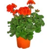 Stehende Geranie, Orange -Elho Verkäufe 8813206 WE FS 001 PelargoniumZonaleOrangeGeranie