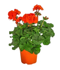 Stehende Geranie, Orange
