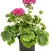 Stehende Geranie 'Rosenmädchen' -Elho Verkäufe 8813347 PR FS 001 GeranieRosenmaedchenPelargoniumT12DehnerExpressHerzig