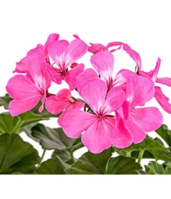 Bodendecker-Geranie 'Caliente Dark', Verschiedene Farben 10 Bodendecker-Geranie 'Caliente Dark', Verschiedene Farben -Elho Verkäufe 8813479 PR DE 001 PelargoniumInterspezificBodendeckerGeranieCalienteDarkPinkDehnerExpressHerzig