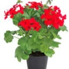 Bodendecker-Geranie 'Caliente Dark', Verschiedene Farben -Elho Verkäufe 8813479 WE FS 003 Bodendeckergeranie
