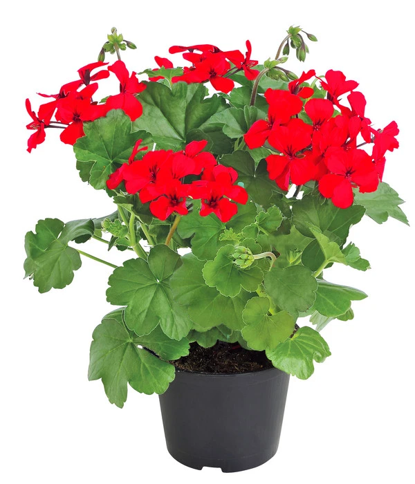 Bodendecker-Geranie 'Caliente Dark', Verschiedene Farben 2 Bodendecker-Geranie 'Caliente Dark', Verschiedene Farben