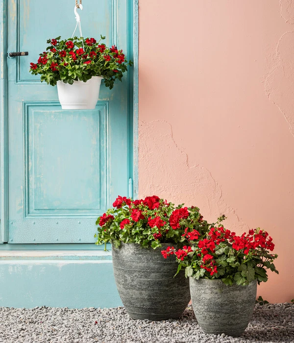 Bodendecker-Geranie 'Caliente Dark', Verschiedene Farben 4 Bodendecker-Geranie 'Caliente Dark', Verschiedene Farben – Bild 3