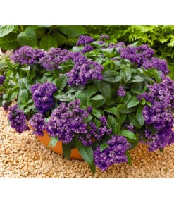 Vanilleblume -Elho Verkäufe 8814279 BildFS 001 SonnenwendeVanilleblumeHeliotropiumArborescens